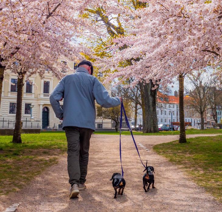 blossom trees in the spring
